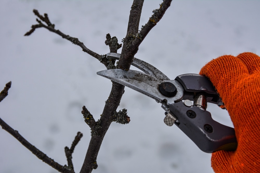A person is pruning a branch in the winter