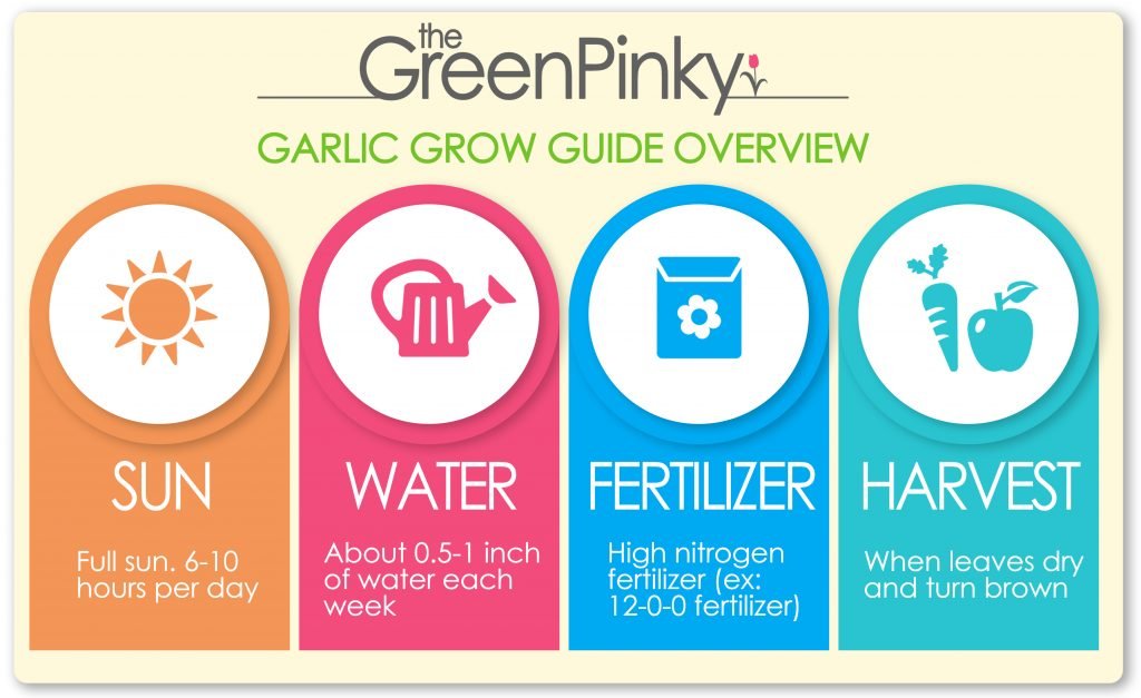 Garlic grow guide overview Image showing a quick grow guide overview including the amount of sun, water, fertilizer, and harvest time