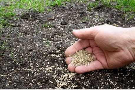 Grass seeds