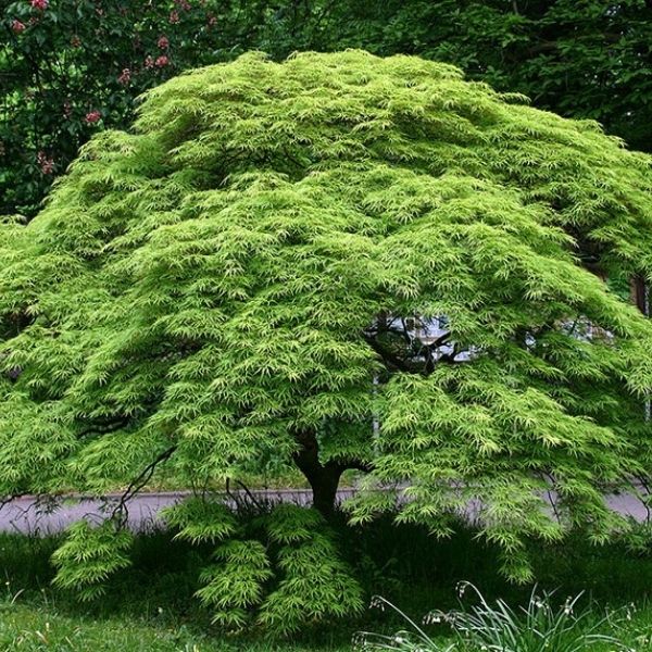 Green laceleaf japanese maple Green laceleaf japanese maple makes a wonderful small tree that can fit in a shade garden.