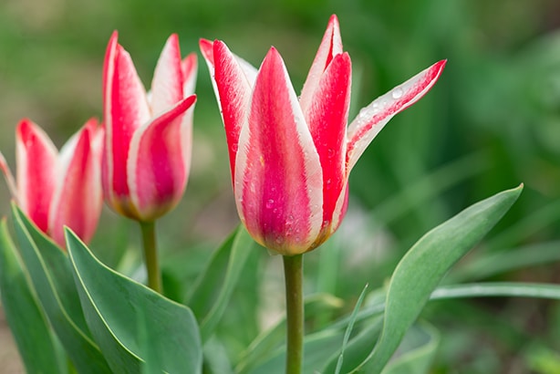 Greigii tulips with red and white striped petals