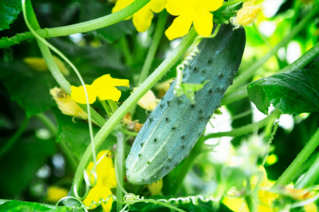 Growing on vines Cucumbers growing on vines do best with proper maintenance and care