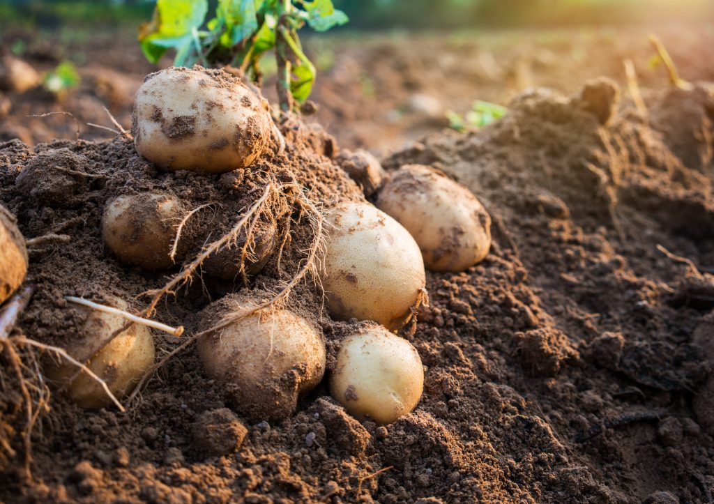 7 potatoes that have just been pulled up from the ground