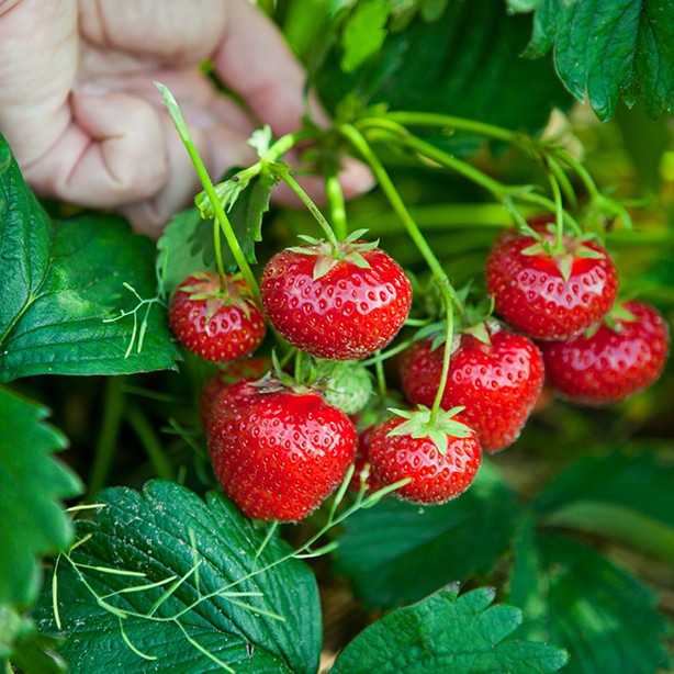 Pinching at the stem is the correct way to pick strawberries