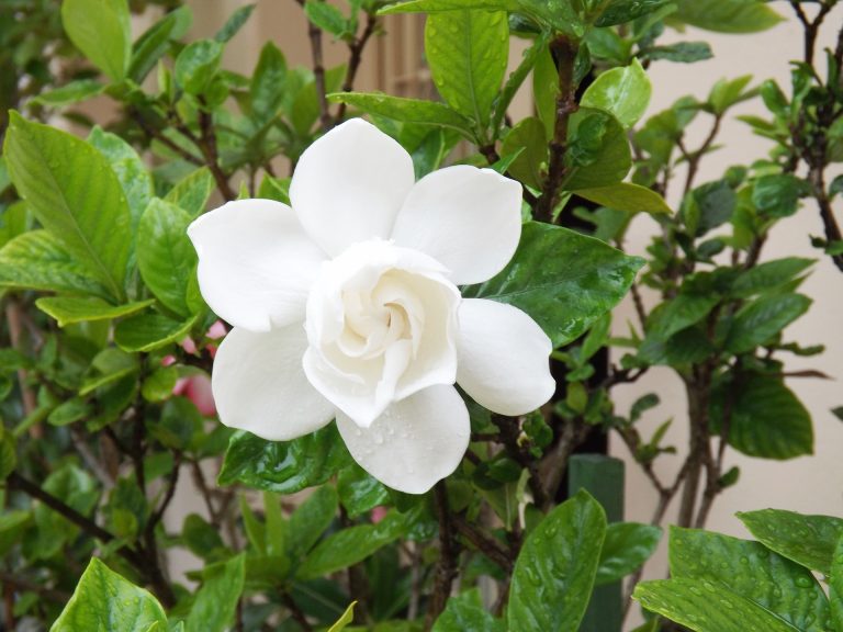 Healthy Gardenia Shrub