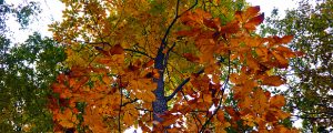 Hickory Tree Care Guide