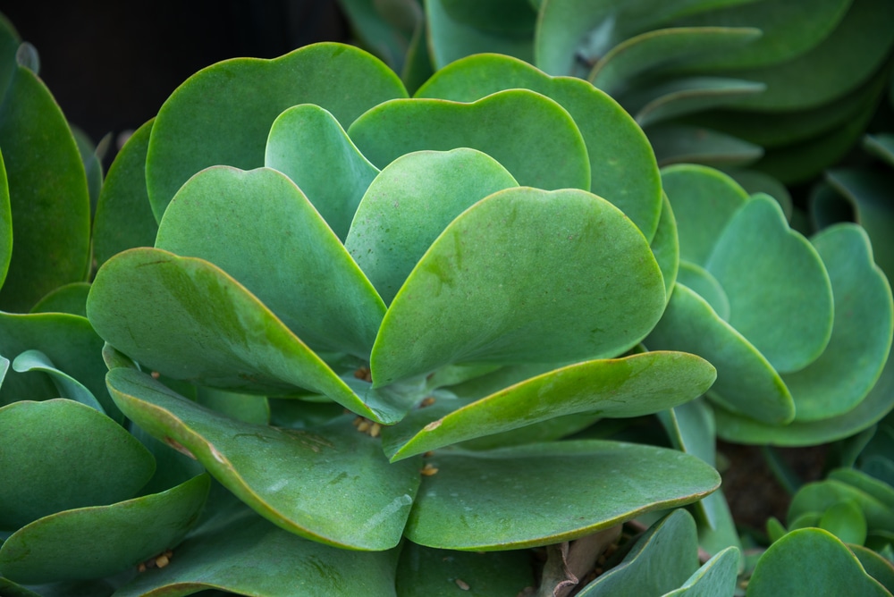 Kalanchoe thyrsiflora growing healthy in a garden