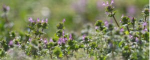 Henbit Weed: Identification and Control