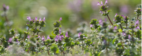 Lamium amplexicaule grows insidiously in a lawn but can be very difficult to get rid of.