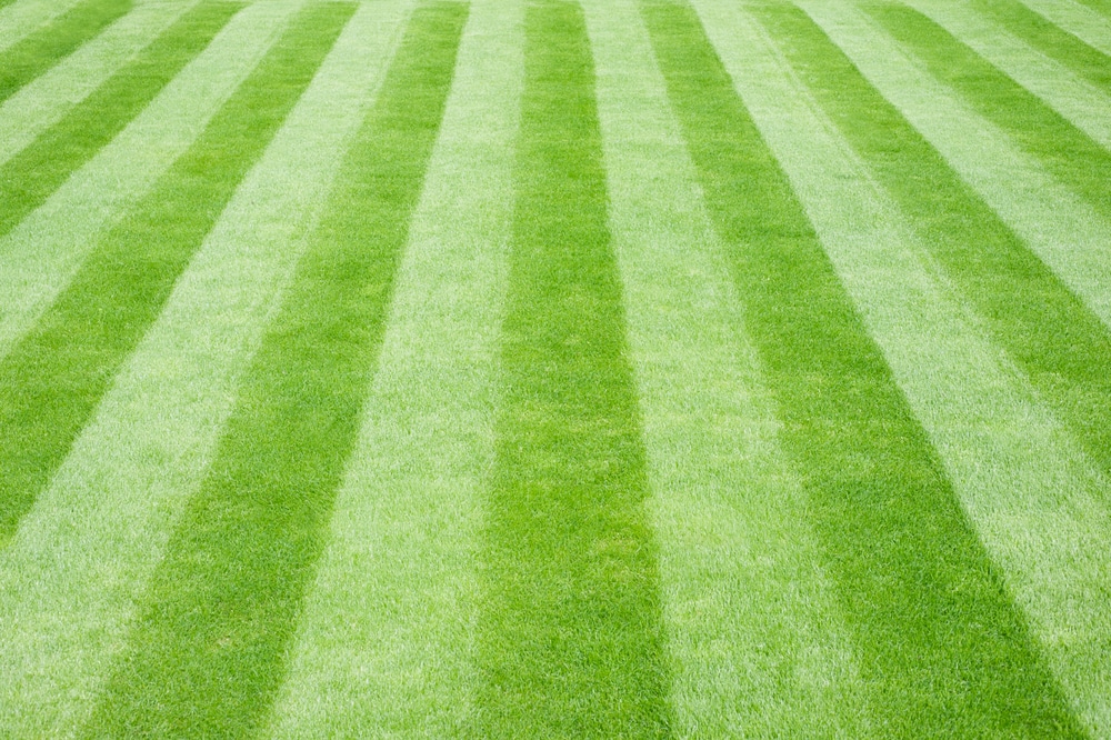 Freshly mowed lawn with striped pattern