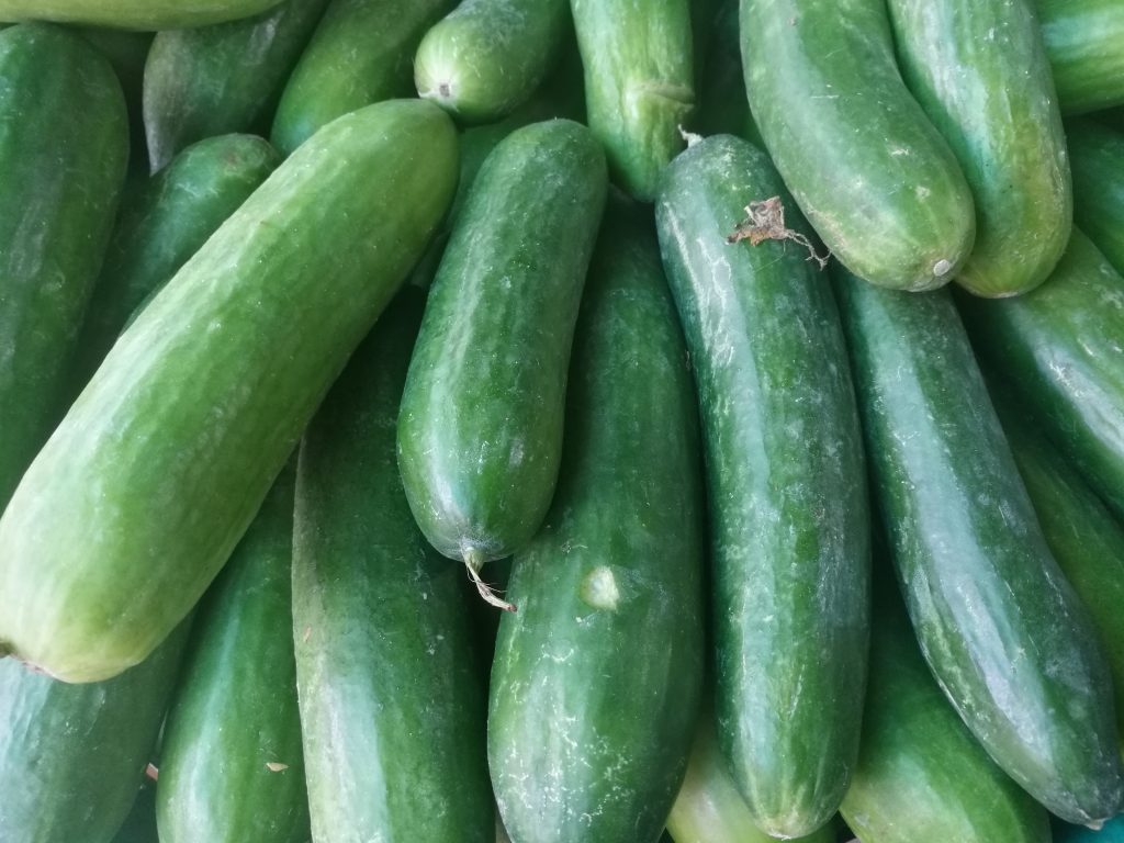 Green cucumbers Juicy sweet cucumbers grow healthily with step by step instructions