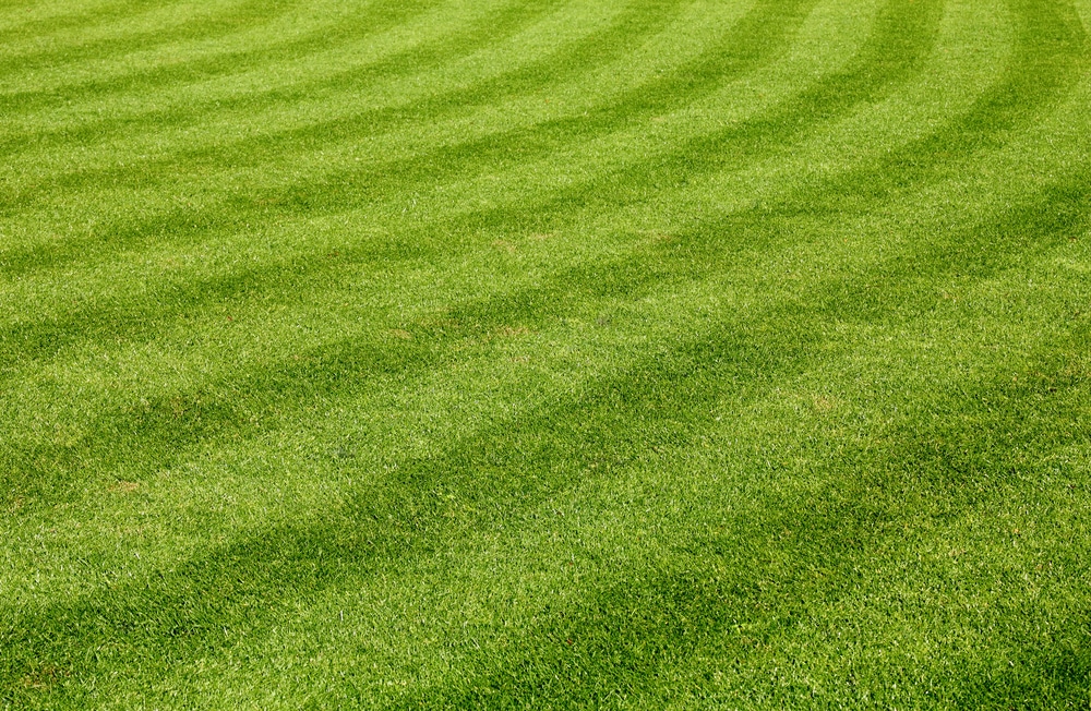 Stripes can be seen in variation of dark green and light green in the grass