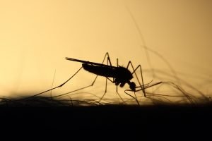 Best Ultrasonic Mosquito Repeller