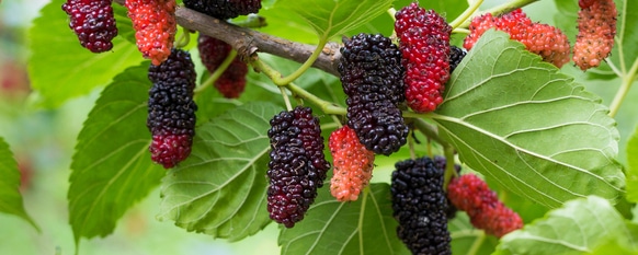 Mulberry fruit hanging from a tree ready for harvest