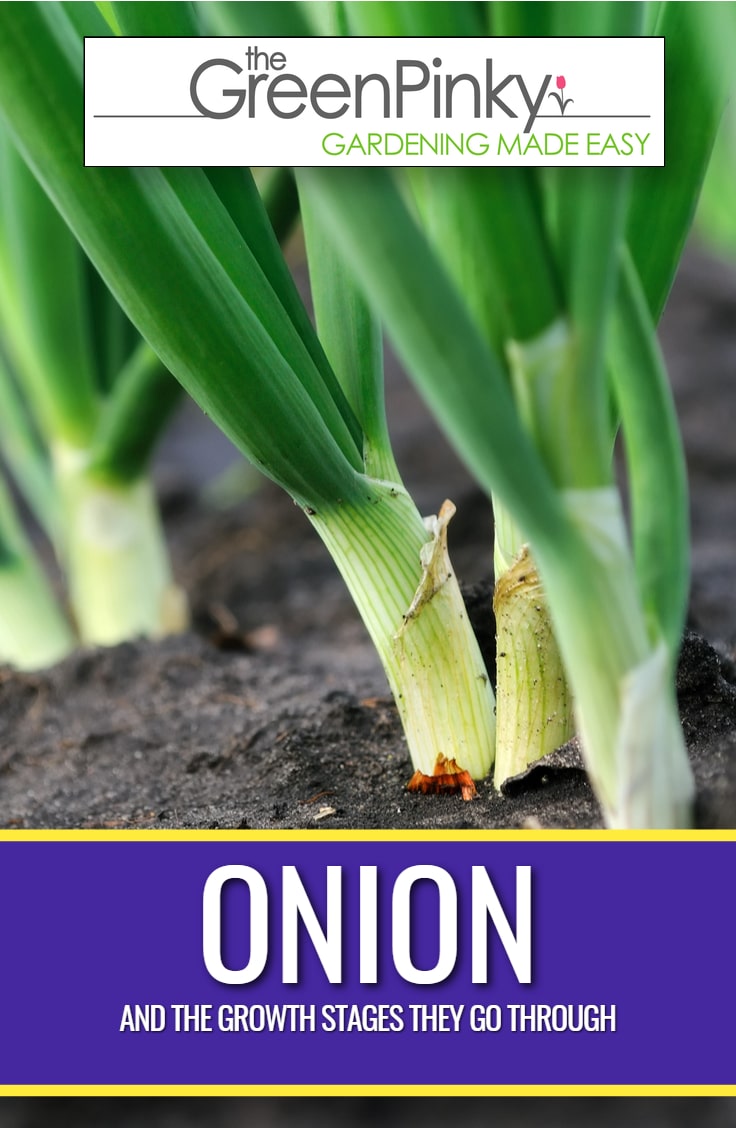 How Do Onion Grow? Review of All the Growing Stages