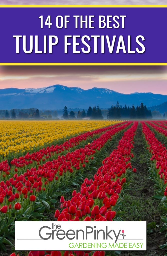 Overview Picture of the 14 of the best tulip festivals. In the picture itself are rows of tulips with the beautiful backdrop of a mountain range.