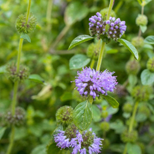 Pennyroyal Pennyroyal will provide a beautiful aesthetic to your garden.