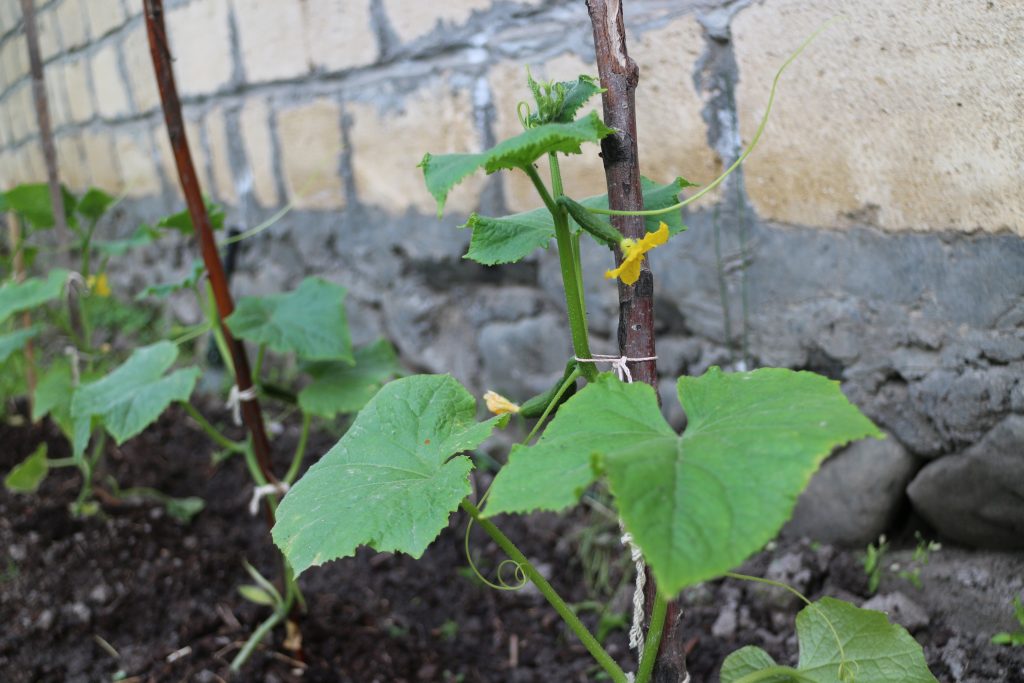 Cucumber Vines Cucumber vines growing on a stake