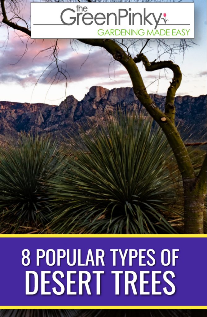 Popular desert trees that grow the best in dry conditions