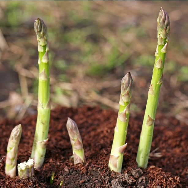 It is important to use proper spacing so the vegetables can grow to the correct size.