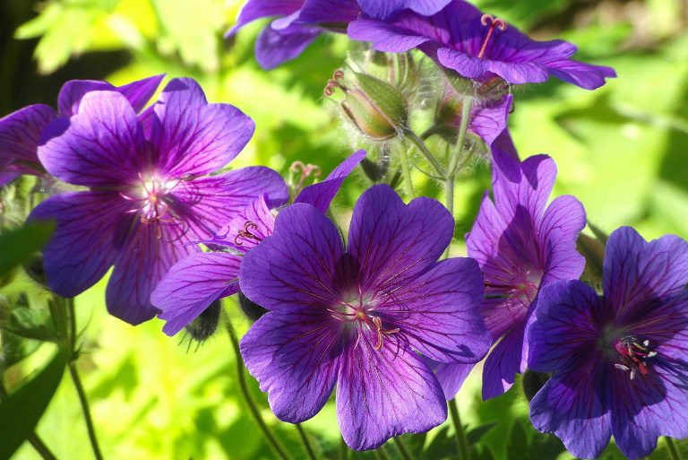 Purple geranium