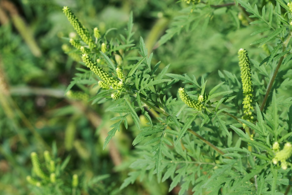 Ragweed is a commo type of perrenial weed