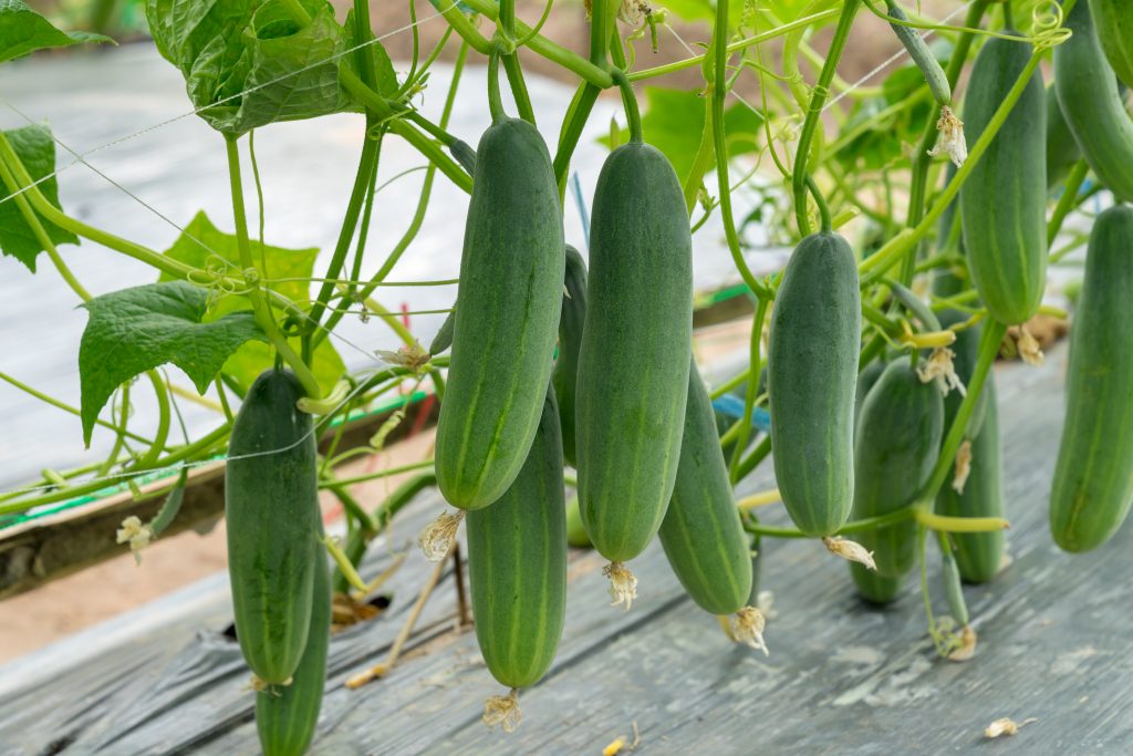 Cucumber growing stages 2020
