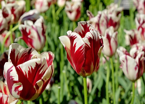 Rembrandt tulips that have red and white petals