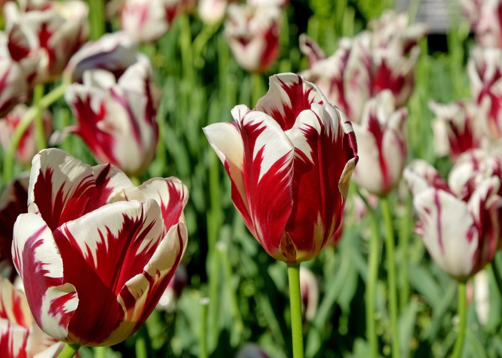 A couple rembrandt tulips growing in a field