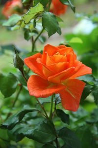 Nutrients for roses