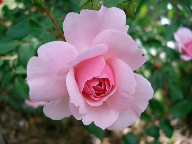 healthy and beautiful rose