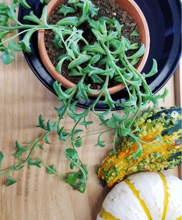 Proper nutrition will allow Senecio Peregrinum to grow robustly