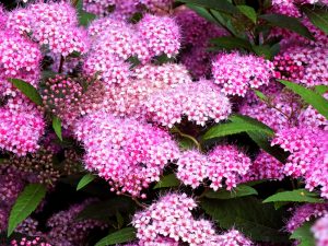 Trimming Spirea Shrubs