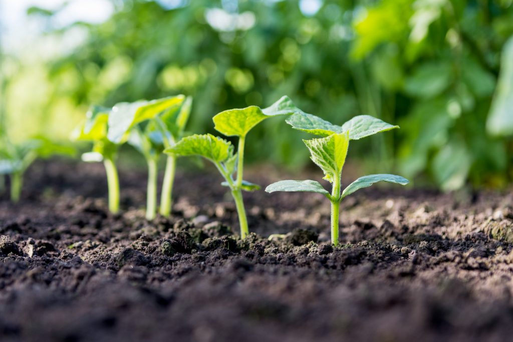 Sprouts coming out of the ground Cucumber sprouts growing out from the soil