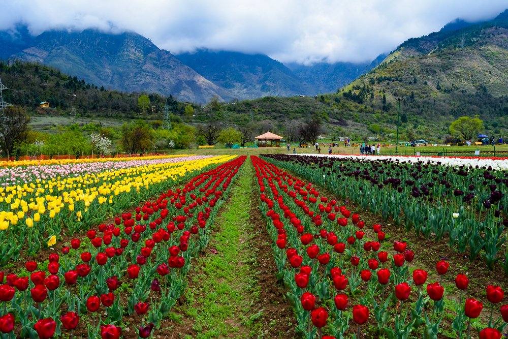 Rows of tulips with the backdrop of mountains surrounded by clouds in kashmir india