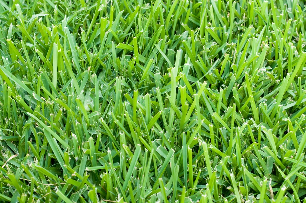 Well maintained St. augustine grass