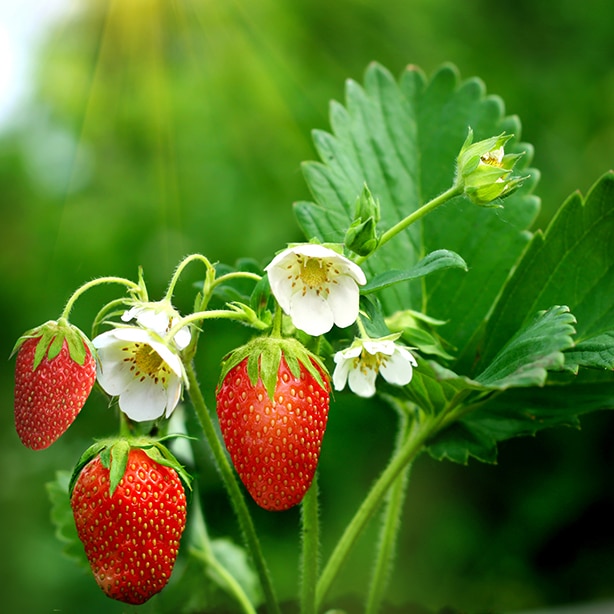 Strawberries go through a life cycle that includes the flowering growth stage