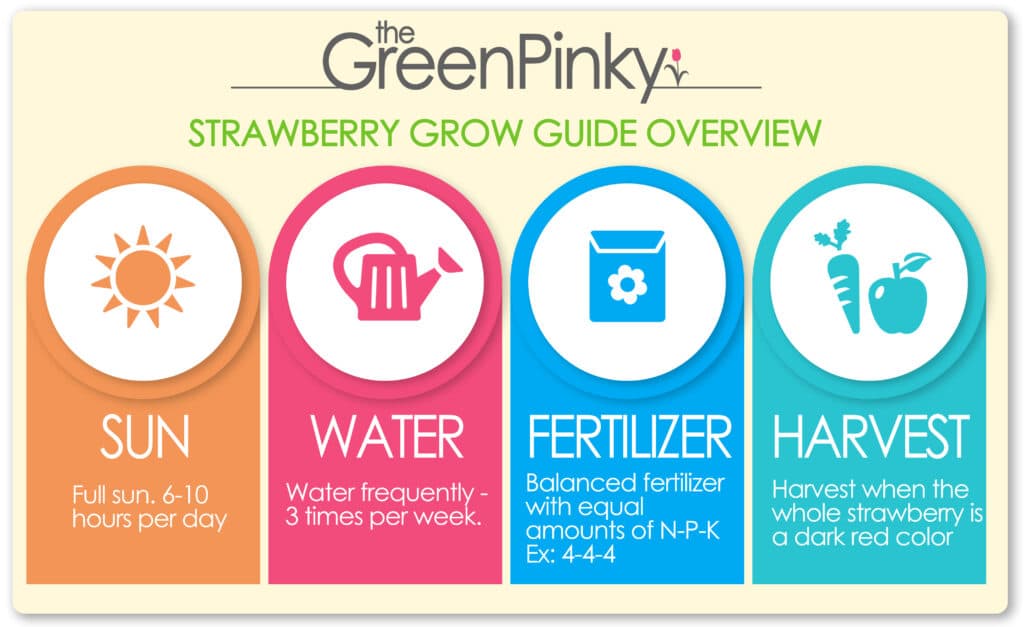 A overview care guide of the amount of sun, water, fertilizer, and when to harvest