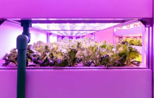 UV grow lights for hydroponics