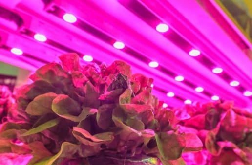 UVB Grow lights