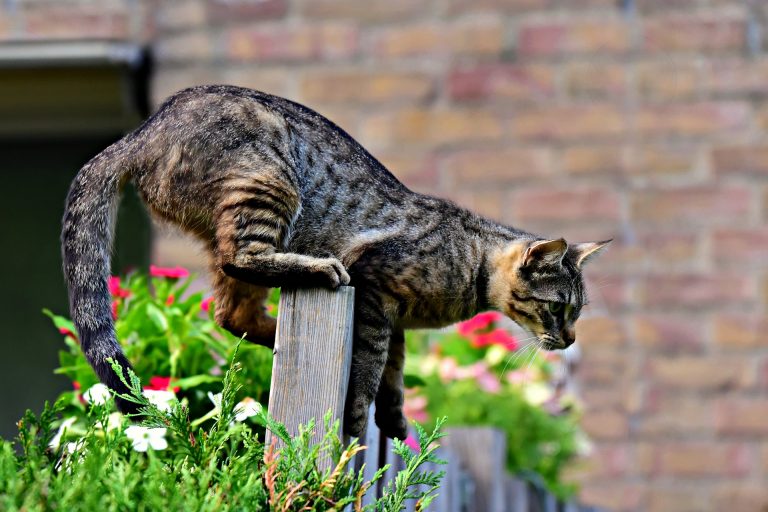 Cats in Garden