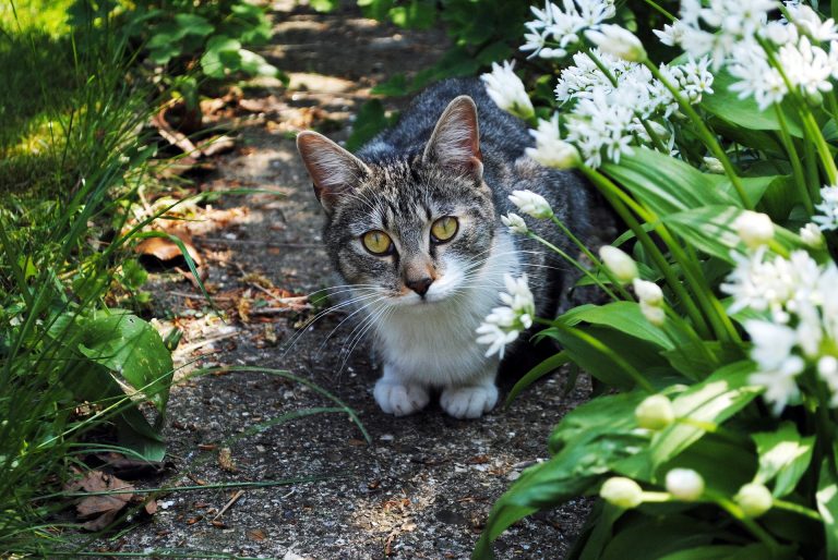Best ultrasonic cat repellers