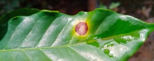 Cercospora Leaf Spot: Disease Information