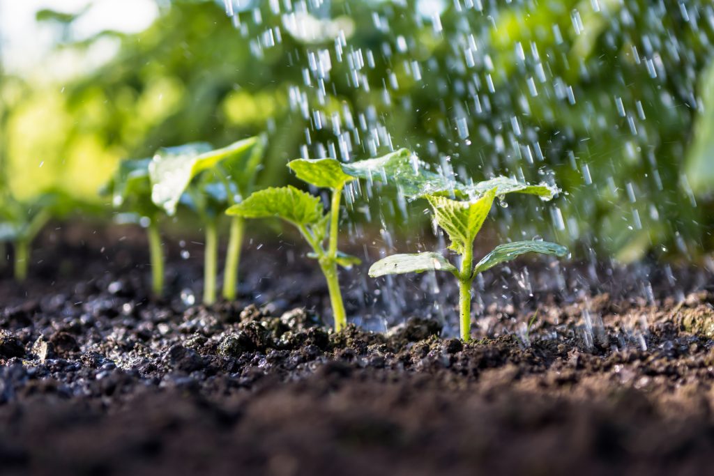 Care with water Adequate water is needed for proper growth
