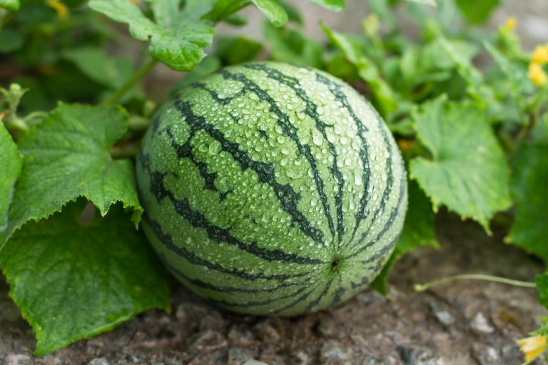 Watermelon grow best when around companion plants