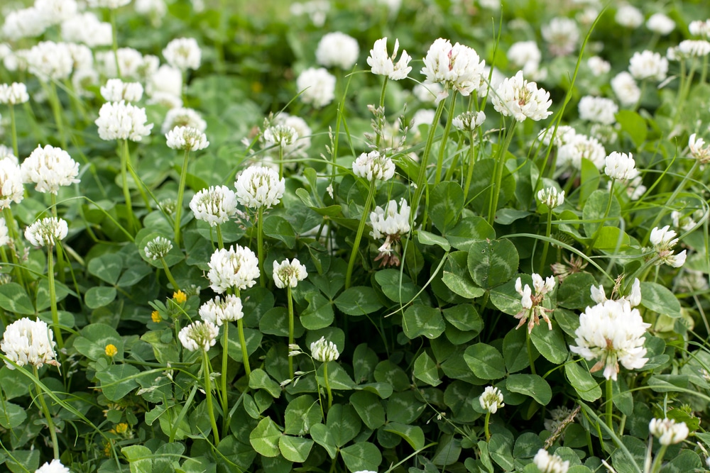 A bunch of white clover in a lawn