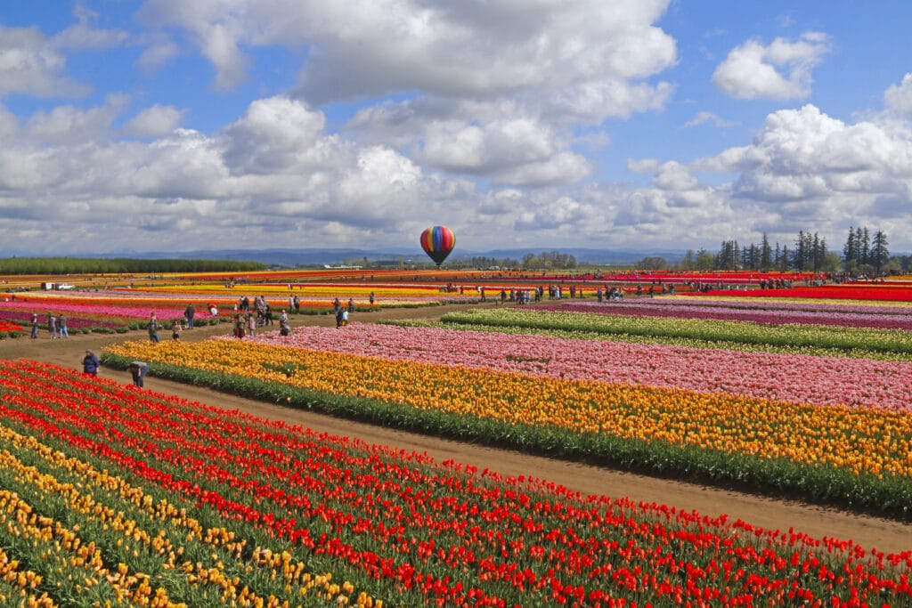 wooden shoe fest that displays tulips with hot air balloons