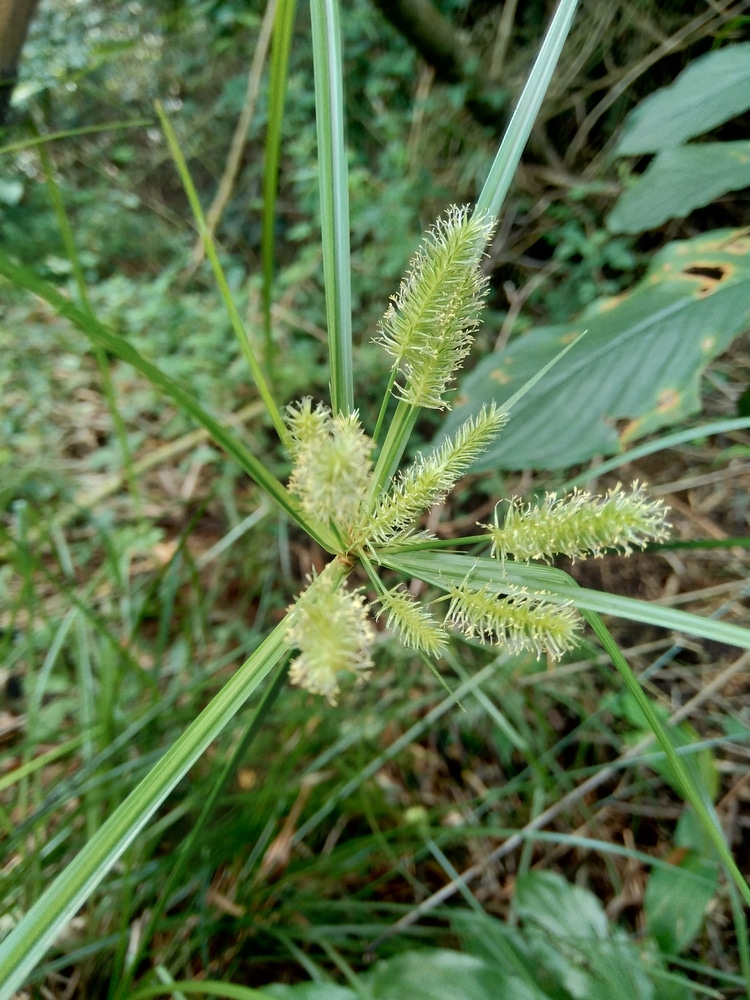 Yellow nutsedge taking over a lawn