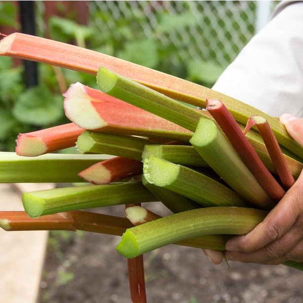 Stalks they are freshly harvested and ready to be used in recipes.