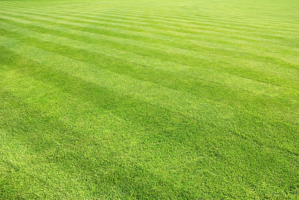 A freshly mowed lawn with alternating stripes that you see when using the lawnmower in a specific pattern.